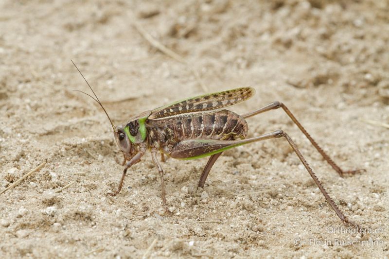 Decticus verrucivorus ♀ bei der Eiablage - CH, TI, Cimetta, 24.08.2013