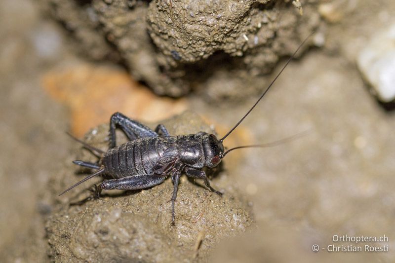 Melanogryllus desertus ♀ im letzten Larvenstadium - GR, Thrakien, Kyprinos, 13.05.2013