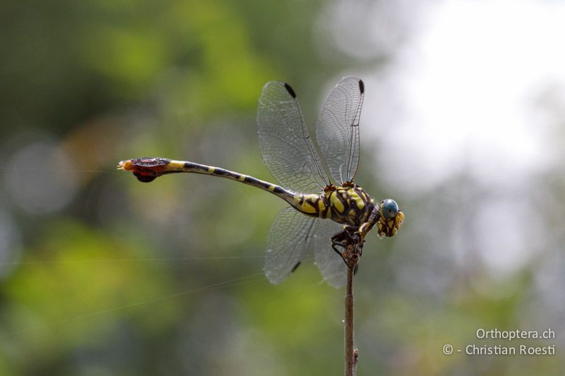 Paragomphus sabicus, Sabi Hooktail ♀ - SA, Limpopo, Mutale, Pafuri River Camp, 02.01.2015