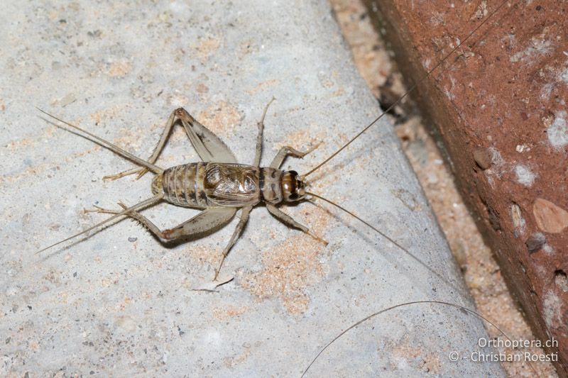 Gryllodes sigillatus ♂ - Südafrika, Kgalagadi Transfrontier Park, Mata Mata Camp, 15.01.2017