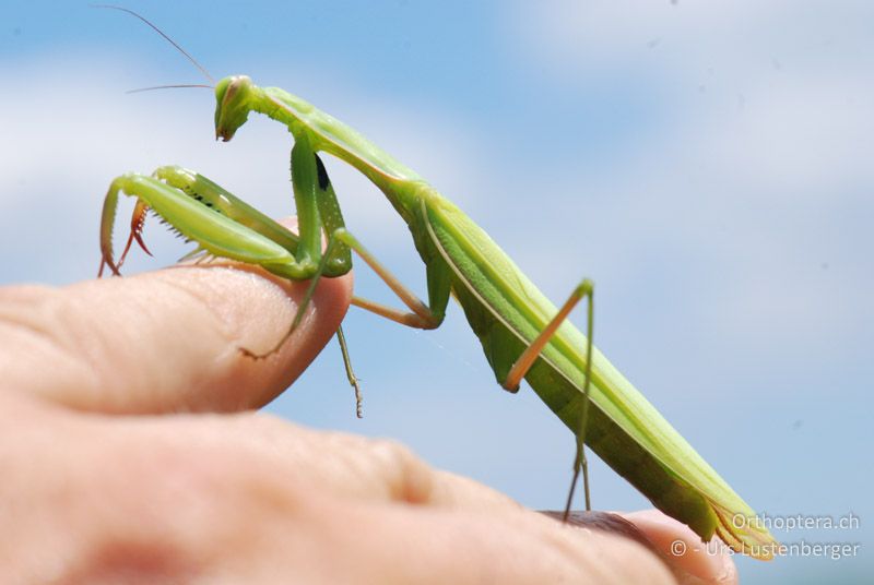 Mantis religiosa, beim Beten, das liegt auf der Hand - FR, Port-Saint-Louis-du-Rhône, 09.07.2014