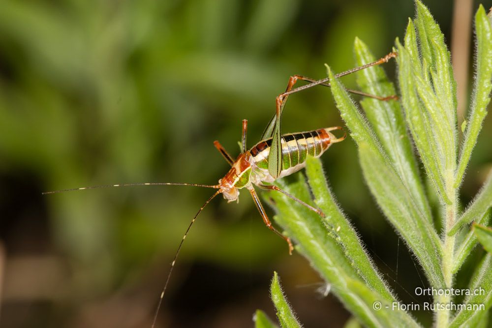 Poecilimon laevissimus ♂ - GR, Ionische Inseln, Lefkada, 10.06.2024