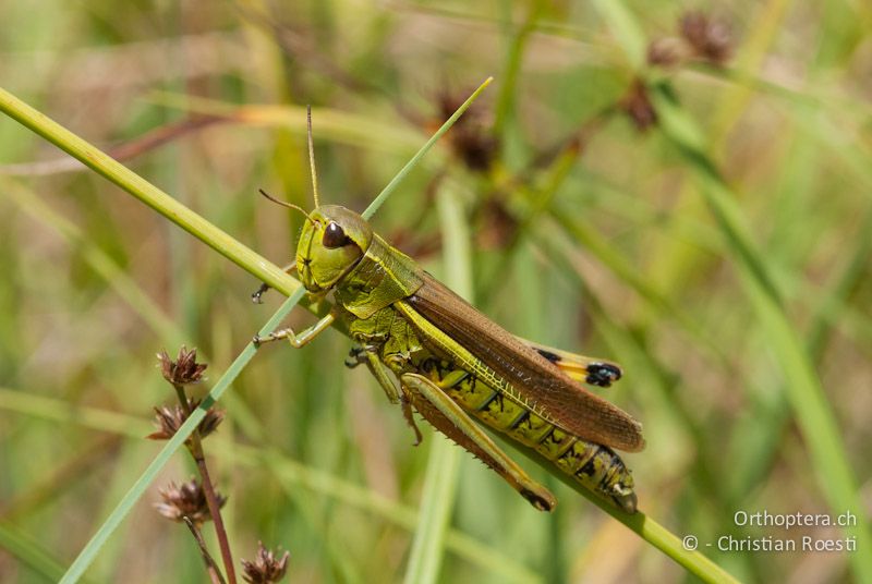 Stethophyma grossum ♀ - CH, VD, Cudrefin, 25.07.2008