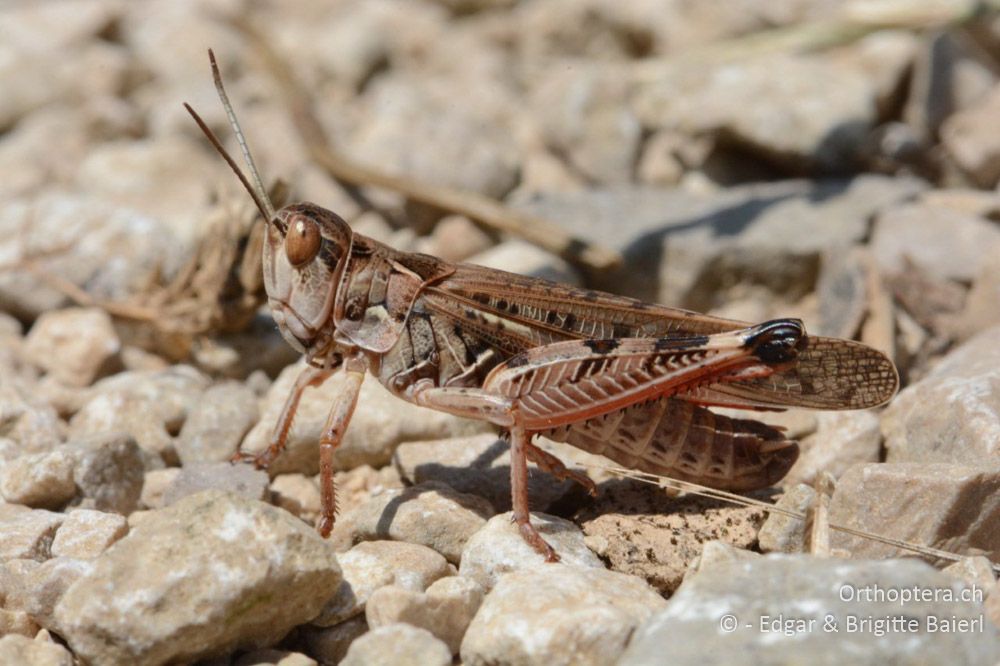 Dociostaurus maroccanus ♂ - HR, Istrien, Skitača, 24.06.2016