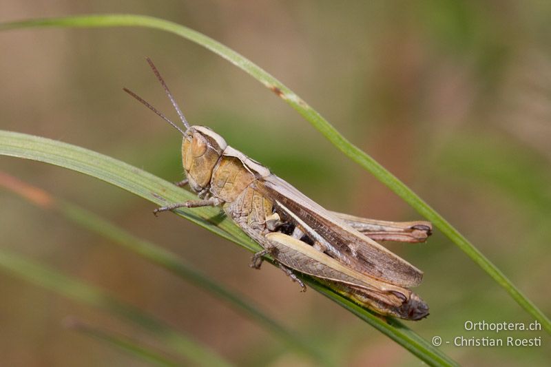 Chorthippus mollis ♀ - CH, VD, Chamblon, 06.09.2013