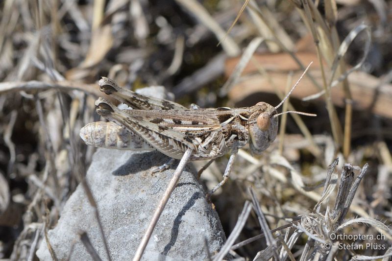 Dociostaurus anatolicus ♀ - GR, Zentralmakedonien, Alistrati, 05.07.2017