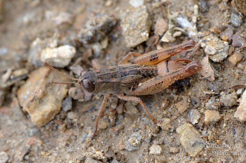 Paracaloptenus caloptenoides ♂ - GR, Westmakedonien, Mt. Vernon, 10.07.2013