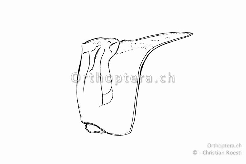 Halsschild von Oedipoda germanica ♀. Der Mittelkiel ist deutlich weniger erhaben als bei Oedipoda caerulescens.