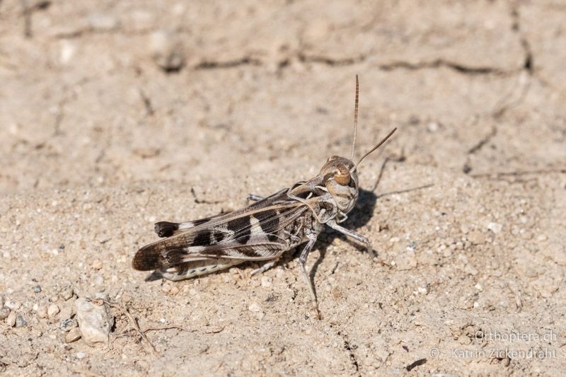 Kreuzschrecke (Oedaleus decorus) ♂ - BG, Blagoevgrad, Ploski, 14.07.2018