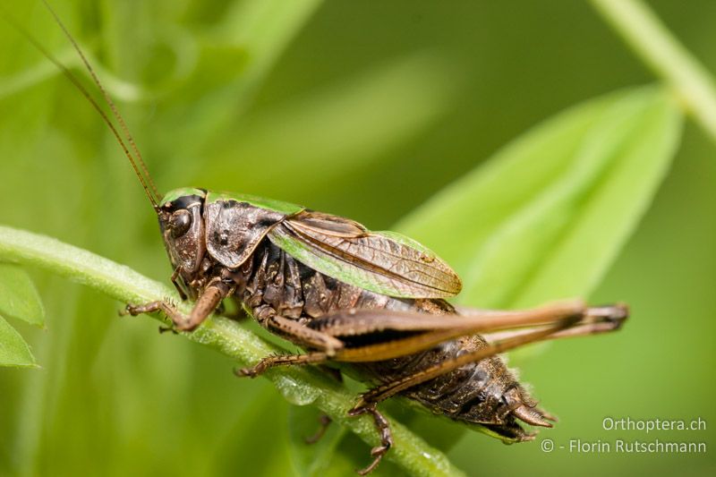 Metrioptera brachyptera ♂ - CH, GR, Sent, 16.08.2008