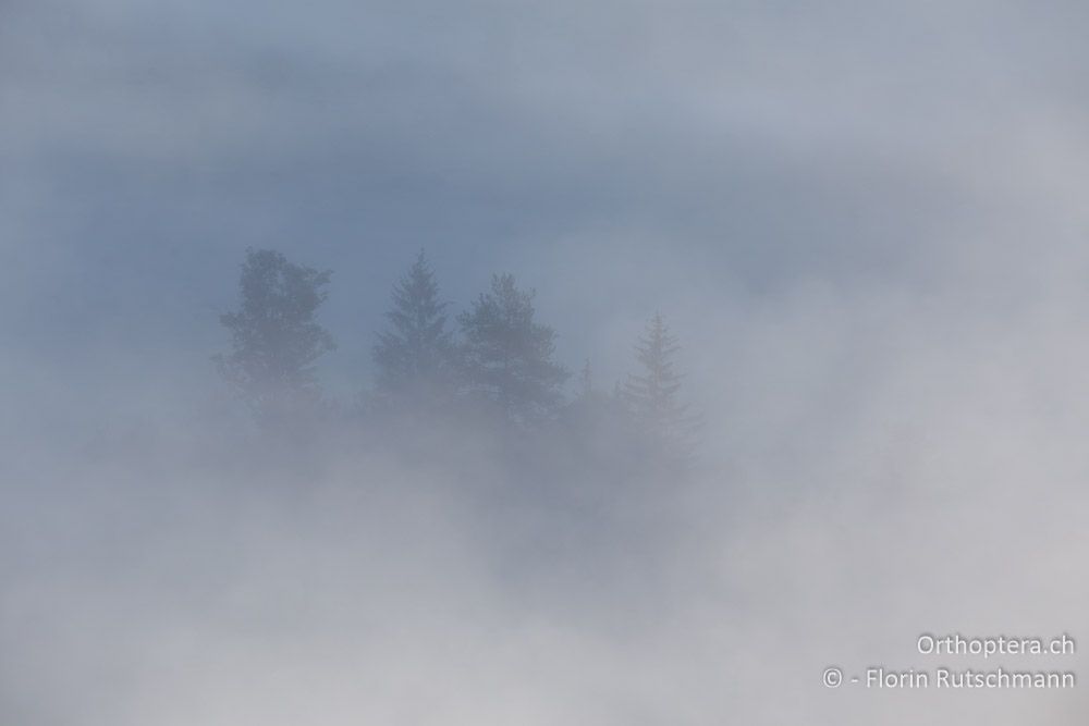 Istrien im Sommer stelle ich mir irgendwie anders vor! - HR, Istrien, Učka-Gebirge, 02.08.2014