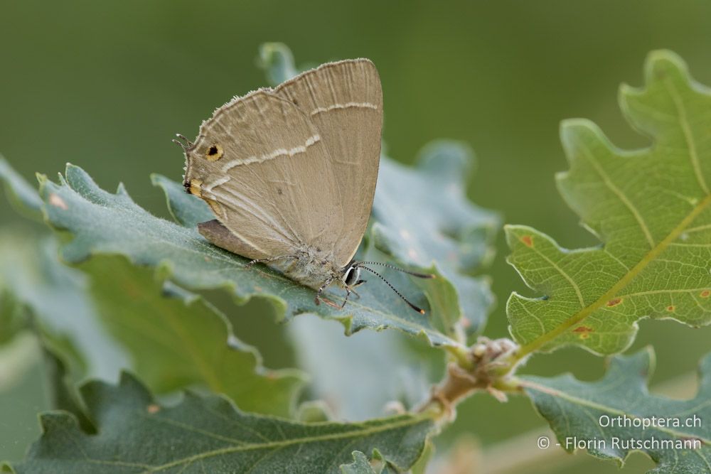 Blauer Eichenzipfelfalter (Neozephyrus quercus) - HR, Istrien, Boljunsko Polje, 17.07.2015