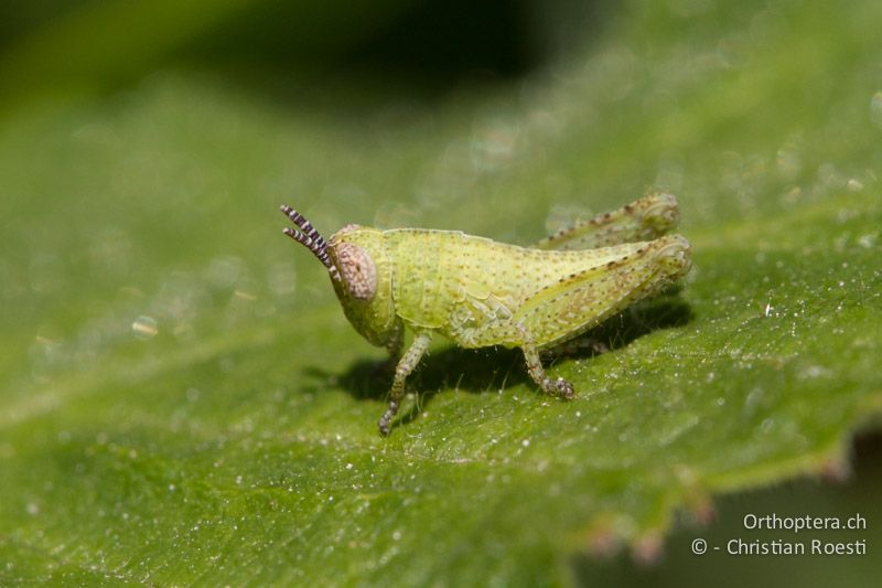 Larve von Pezotettix giornae - HR, Istrien, Galižana, 04.06.2014