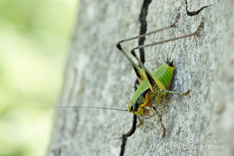 Eupholidoptera schmidti ♂ - ALB, Vlora, Bistricë, 20.06.2024