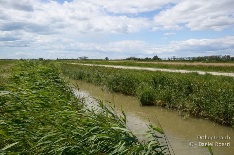 Lebensraum von Paracinema tricolor - FR, Camargue, Salin de Giraud, 09.07.2014