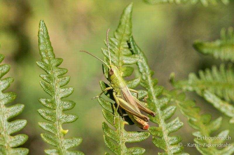 Chorthippus parallelus tenuis ♂ - GR, Westmakedonien, Florina, 13.07.2017