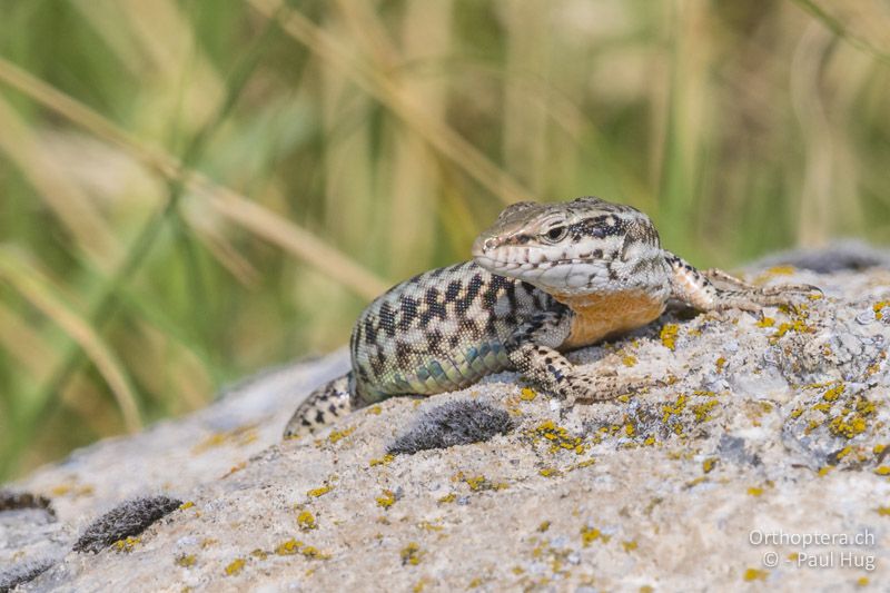 Mauereidechse (Podarcis muralis) - GR, Westmakedonien, Akrini, 14.07.2017