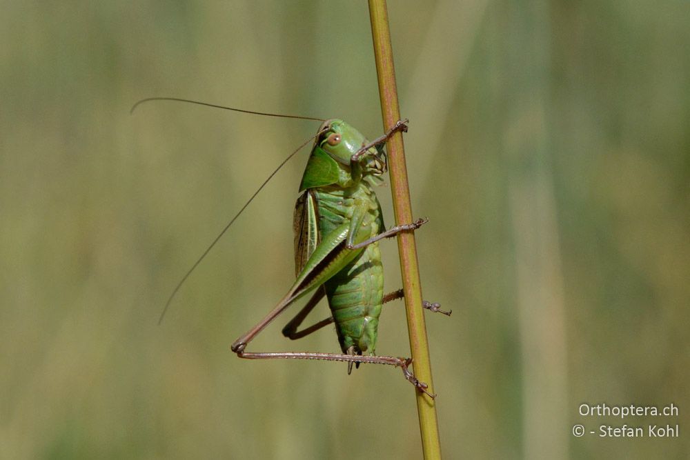 Bicolorana kraussi (Bicolorana kuntzeni) ♂ - HR, Istrien, Vela Učka, 20.07.2015