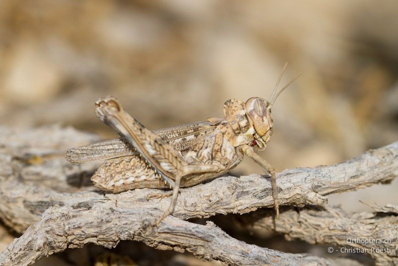 Weibliche Kurzfühlerschrecke der Gattung Dericorys. Wadi Mujib, 24.05.2011