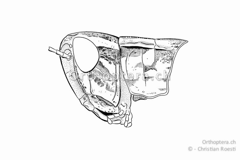 Kopf und Halsschild von Euchorthippus declivus ♀. Der grosse Kopf und das Halsschild sind kontrastreich gezeichnet.