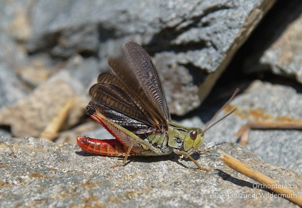 Bunter Alpengrashüpfer (Stenobothrus rubicundulus), ♂ bei der Flügelbalz - GR, Ostmakedonien, Mt. Pangeon, 06.07.2013