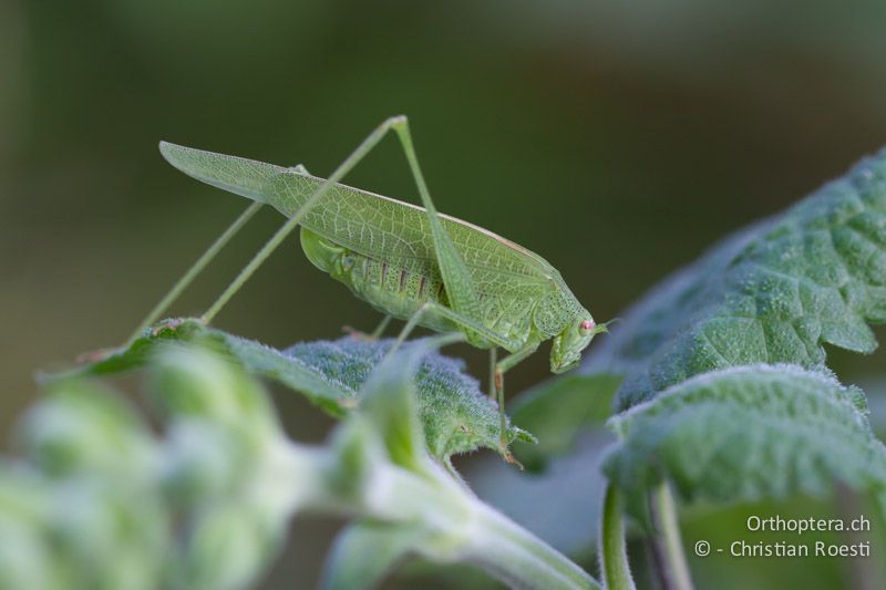 Phaneroptera nana ♀ - CH, TI, Monte im Muggiotal, 04.09.2013