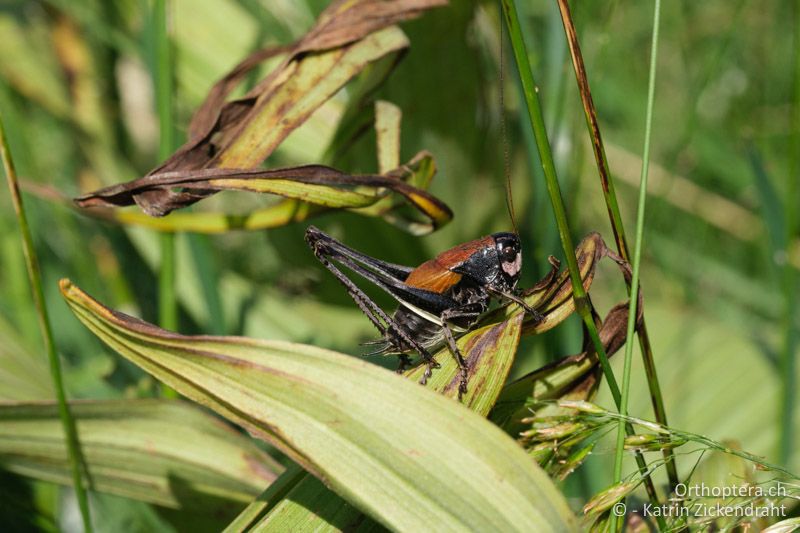 Pholidoptera transsylvanica, Männchen