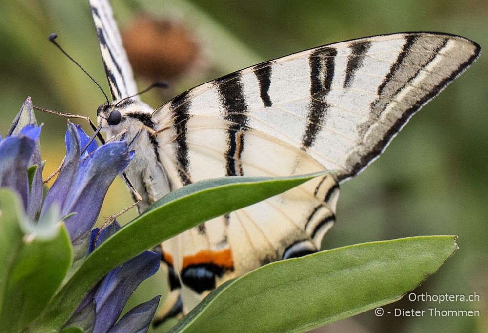 Iphiclides podalirius - HR, Istrien, Račja Vas, Dol, 24.07.2015