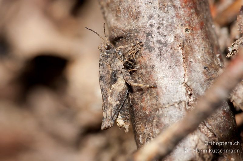 Tetrix undulata ♂ - CH, TG, Lengwiler Weiher, 11.04.2011