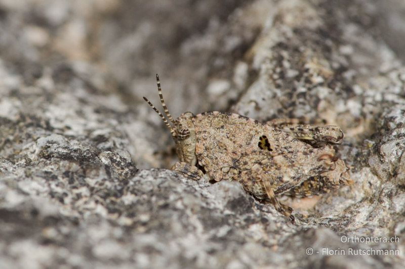 Larve von Tetrix depressa ♀ - GR, Mittelgriechenland, Rovoliari, 21.06.2013