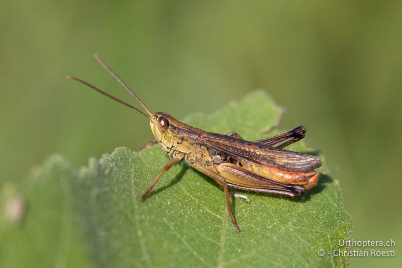 Chorthippus oschei ♂ - RU, Dobrudscha, Donaudelta, Mila 23, 14.07.2021