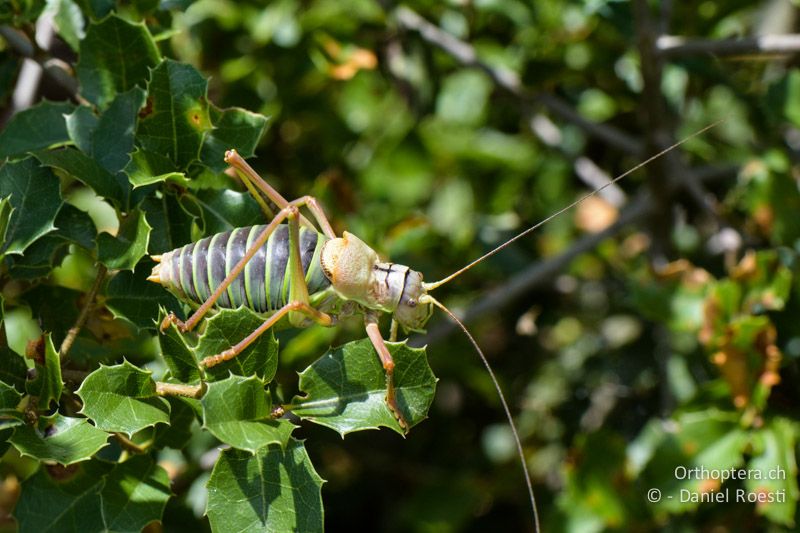 Westliche Sattelschrecke (Ephippiger diurnus) ♂ - FR, Plateau d'Aumelas, 11.07.2014