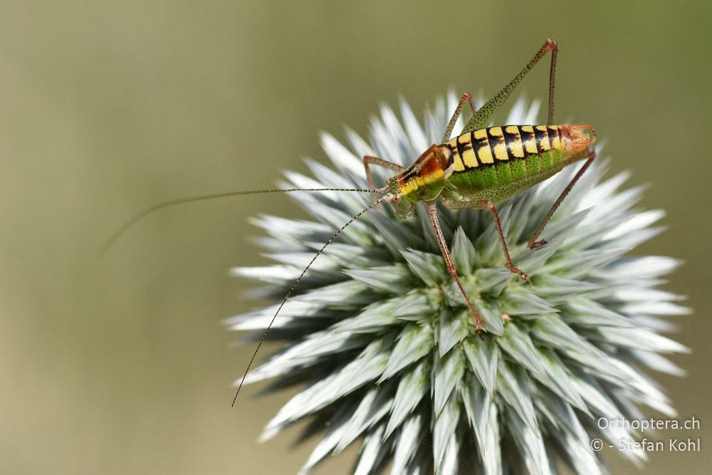 Poecilimon zwicki ♂ - BG, Blagoevgrad, Ploski, 14.07.2018