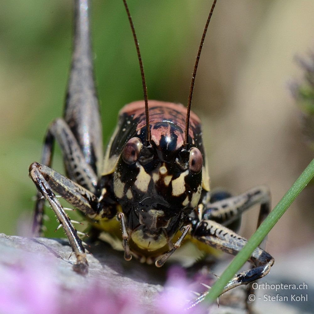 ♂ der Strauchschrecke Pholidoptera macedonica - GR, Ostmakedonien, Mt. Pangeon, 06.07.2013