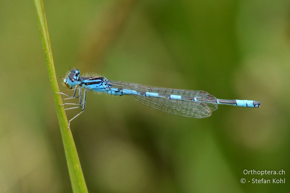 Coenagrion scitulum ♂ - HR, Istrien, Račja Vas, 24.07.2015