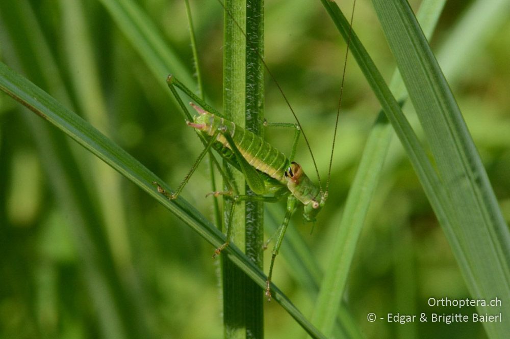 Leptophyes boscii ♂ - HR, Istrien, Ponte Porton, 23.06.2016