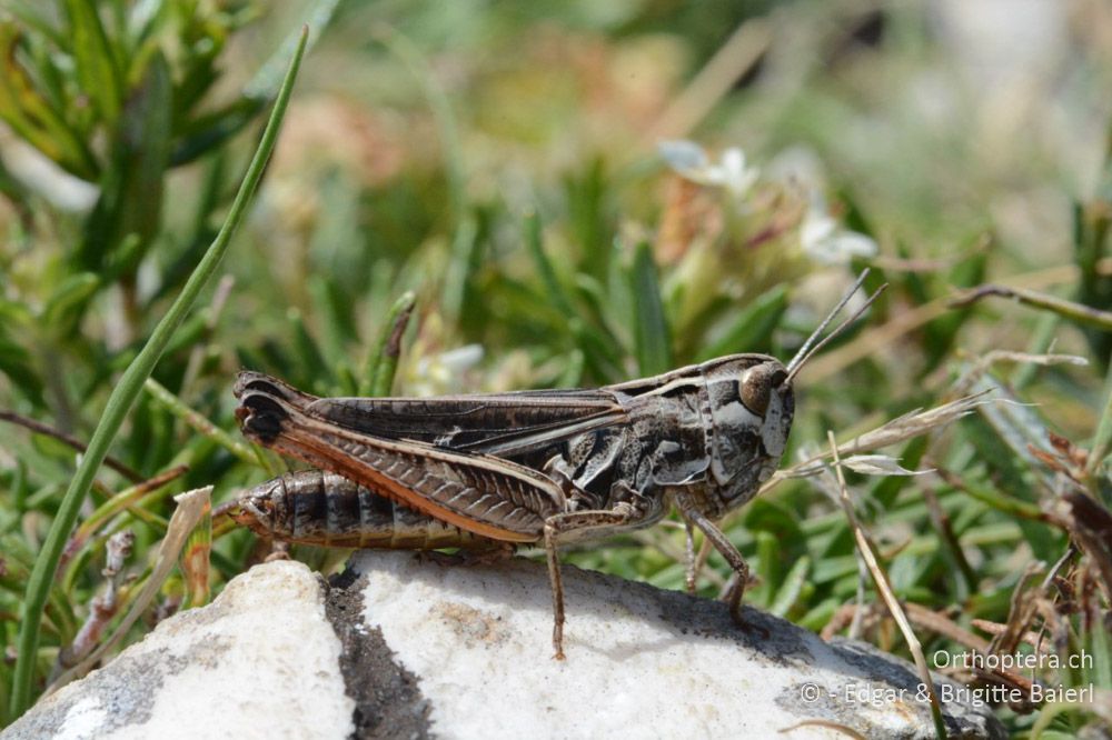 Stenobothrus rubicundulus ♀ - HR, Istrien, Skitača, 24.06.2016