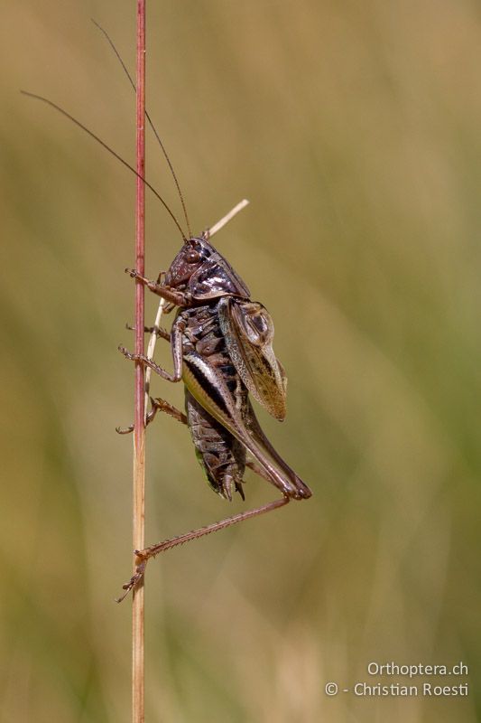 Metrioptera brachyptera ♂ - CH, VS, Riederalp, 20.08.2011