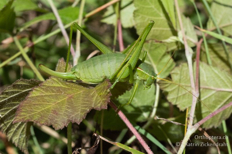 Breitstirnige Plumpschrecke (Isophya costata) ♀ - AT, Niederösterreich, Ebergassing, 08.07.2018