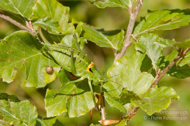 Poecilimon ornatus ♀ - GR, Ostmakedonien, Mt. Pangeon, 12.07.2012