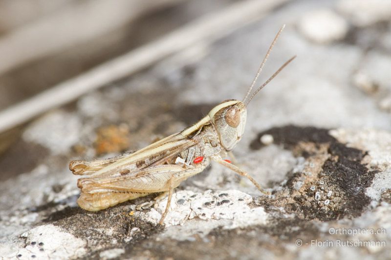 Omocestus petraeus ♂ - GR, Westmakedonien, Florina, 19.07.2012