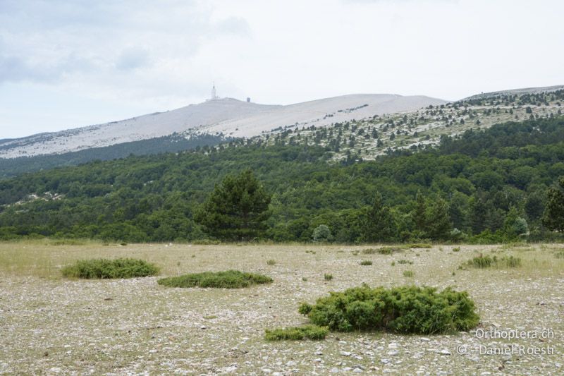 Am Südhang des Mont Ventoux - FR, Chalet Reynard, 04.07.2014