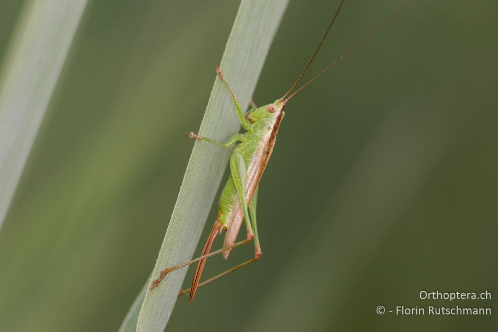 Conocephalus fuscus ♀ - HR, Istrien, Motovun, 25.07.2015