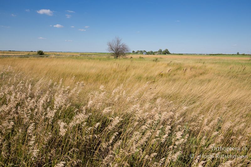 Langgrasige Steppe - HU, Bács-Kiskun, Kecskemet, 07.07.2016