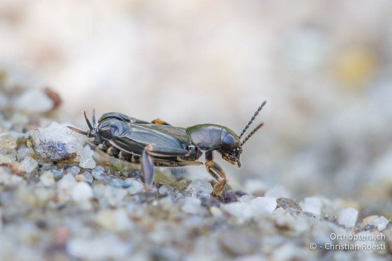 Xya pfaendleri ♀ - GR, Ostmakedonien, Elaia, 17.05.2013