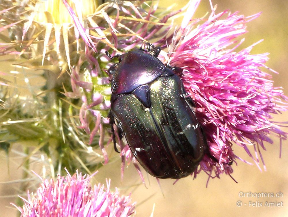 Grosser Rosenkäfer (Protaetia aeruginosa) - GR, Thessalien, Meteora, 13.07.2013