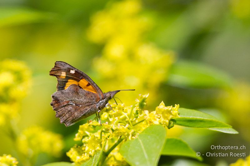 Zürgelbaum-Schnauzenfalter (Libythea celtis) - HR, Istrien, Galižana, 04.06.2014