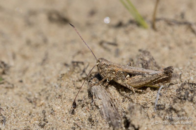 Myrmeleotettix antennatus ♂ - HU, Südliche Grosse Tiefebene, Kecskemét, 08.07.2016