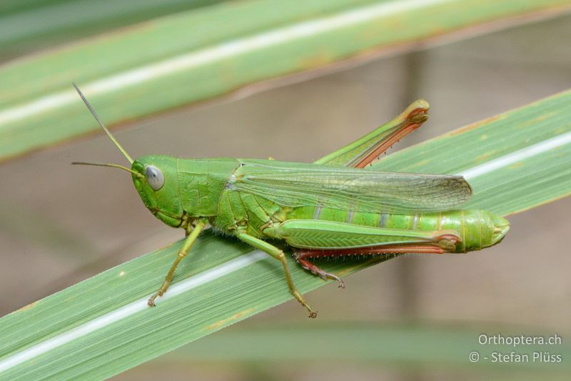 Chorthippus jucundus ♀ - FR, La Grande-Motte, 10.07.2014