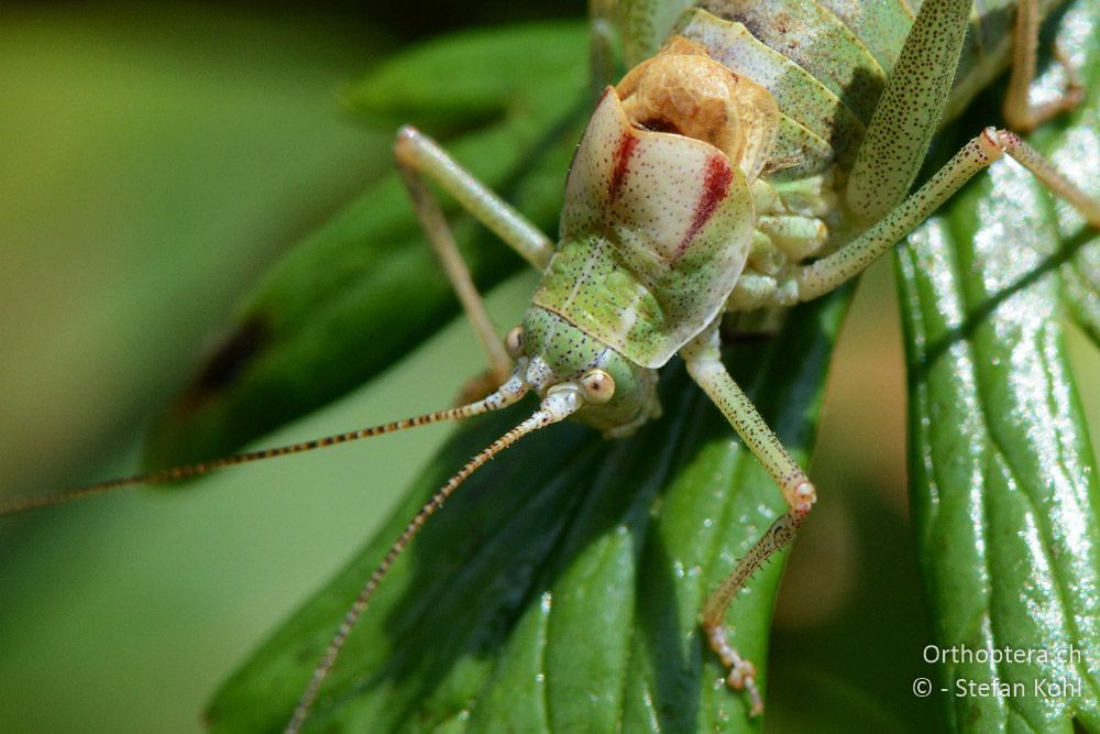 Poecilimon ampliatus ♂ - HR, Istrien, Brest, 25.07.2015